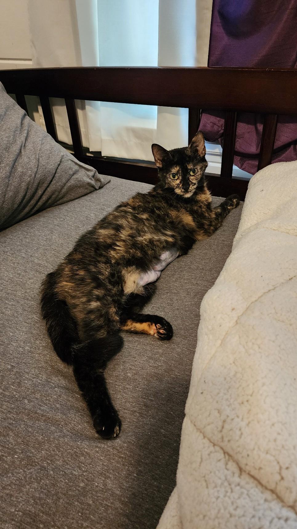 Enlarge Calypso, a ADOPTABLE Domestic Short Hair in Greenwood, IN image 1/2