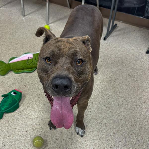 Oswald, Adoptable, Adult Male Labrador Retriever.