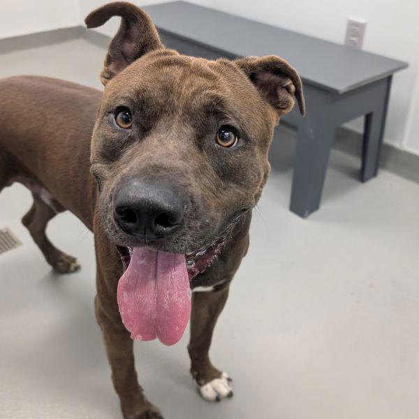 Oswald, a Adoptable mixed breed in Des Moines, IA image 4/6