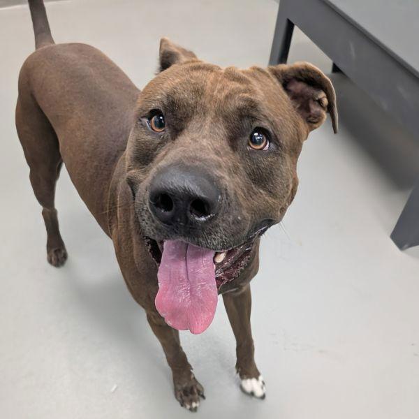 Oswald, a Adoptable mixed breed in Des Moines, IA image 6/6