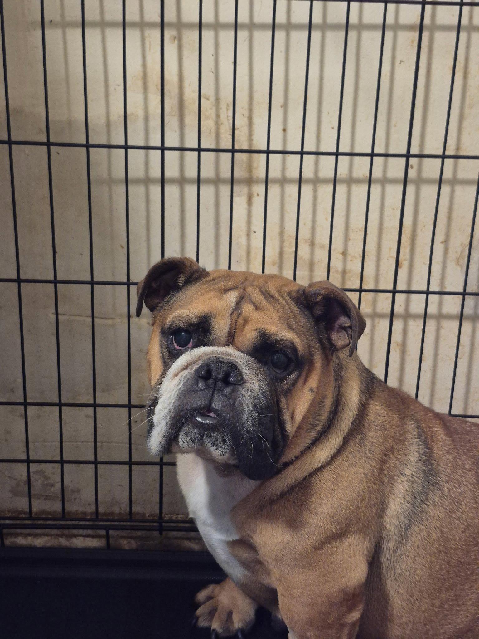 Magena, a Adoptable English Bulldog in Hillside, IL image 1/3