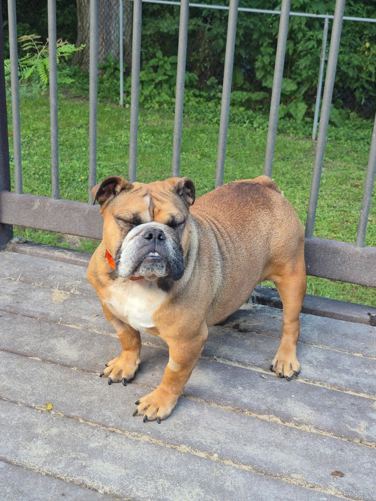 Magena, a Adoptable English Bulldog in Hillside, IL image 2/3