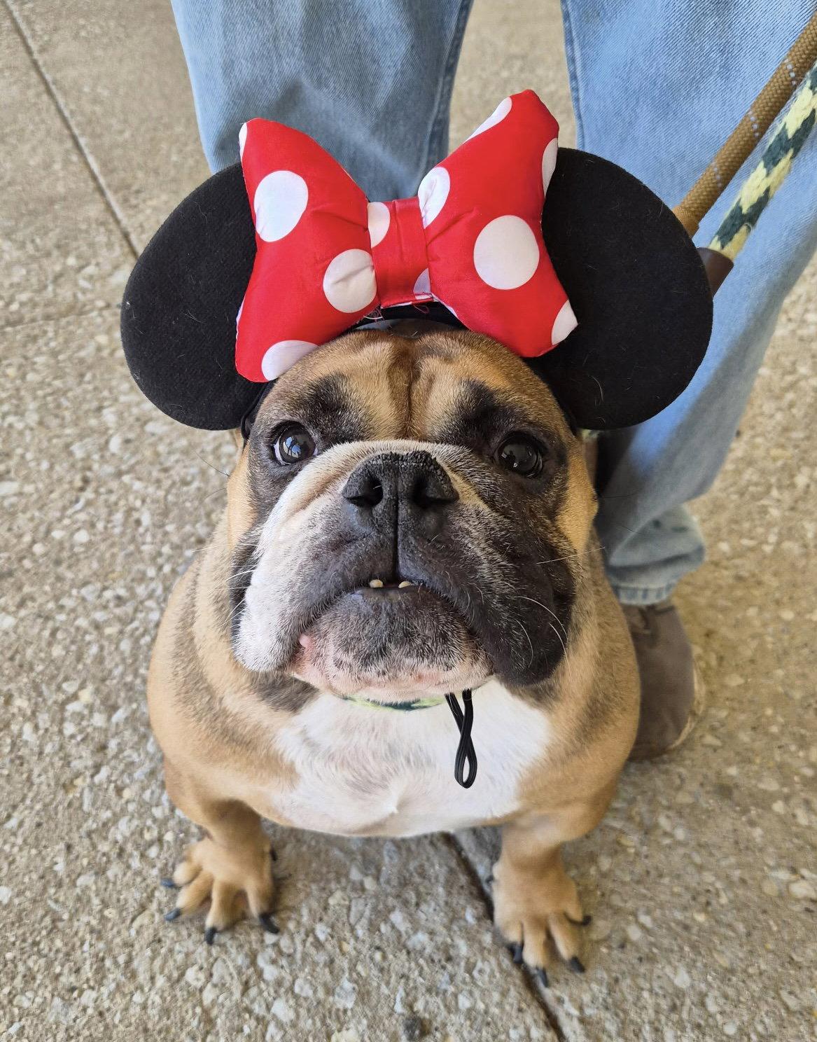 Enlarge Magena, a Adoptable English Bulldog in Hillside, IL image 3/3