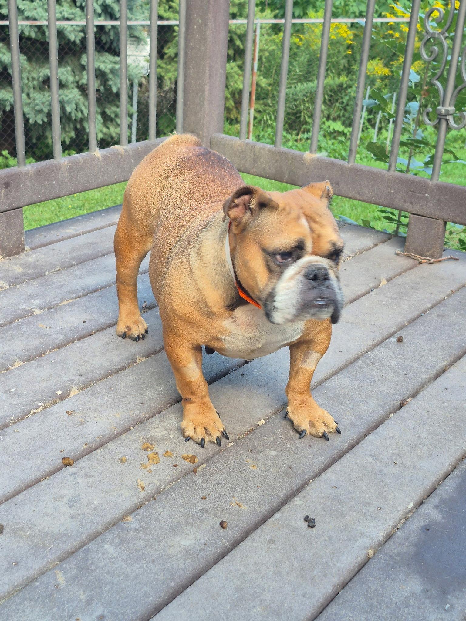 Magena, a Adoptable English Bulldog in Hillside, IL image 3/3