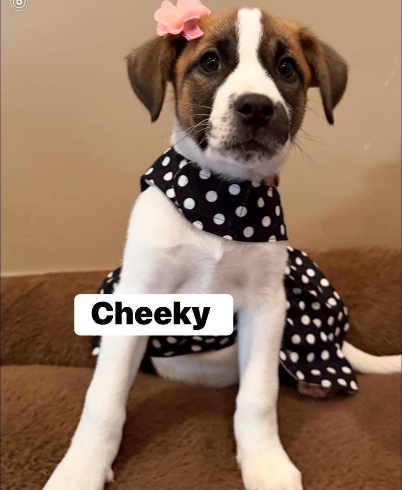 Cheeky, Adoptable, Puppy Female Mixed Breed.