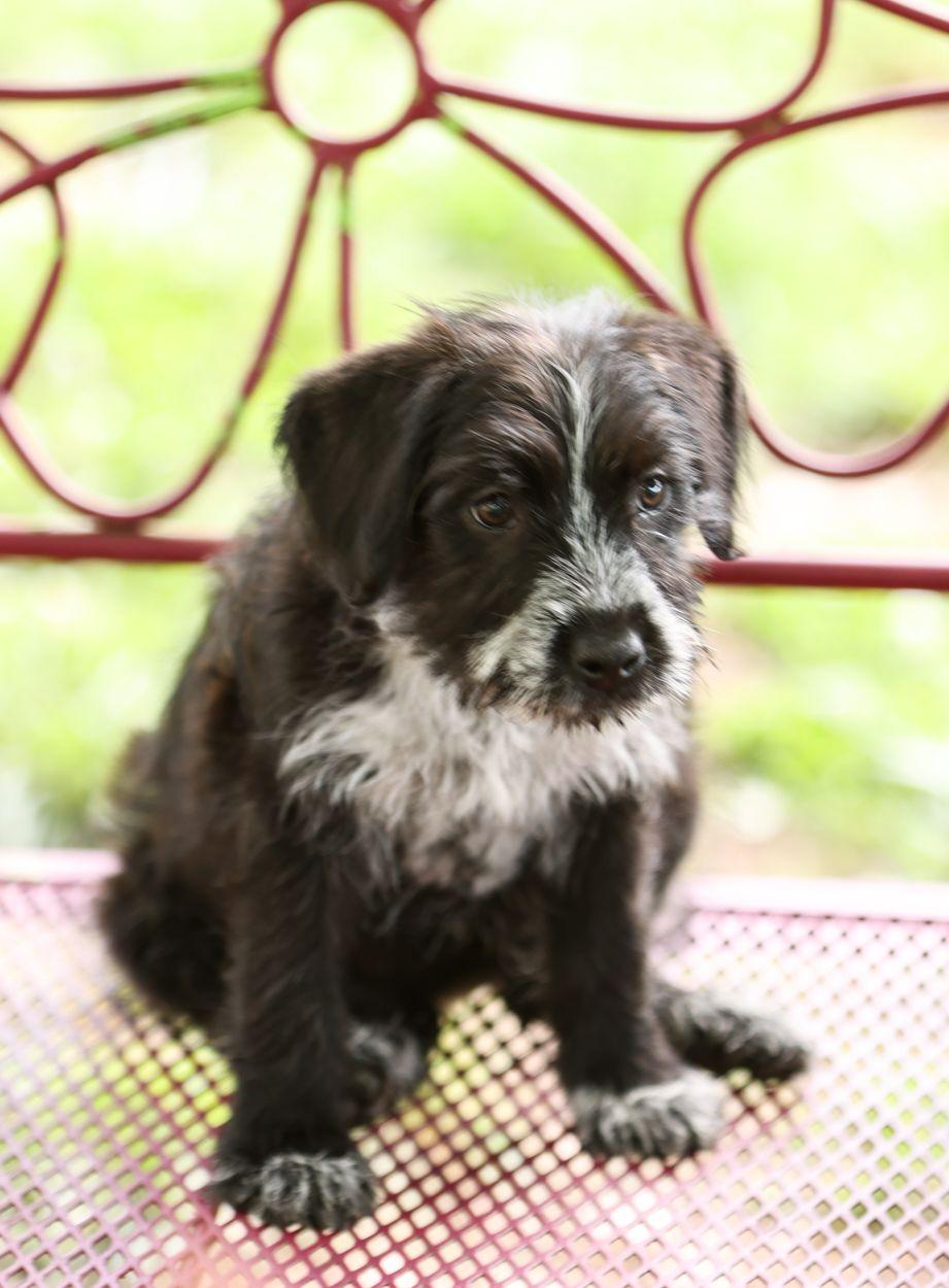 Cheyenne, ADOPTABLE, Puppy Female Sheep Dog.