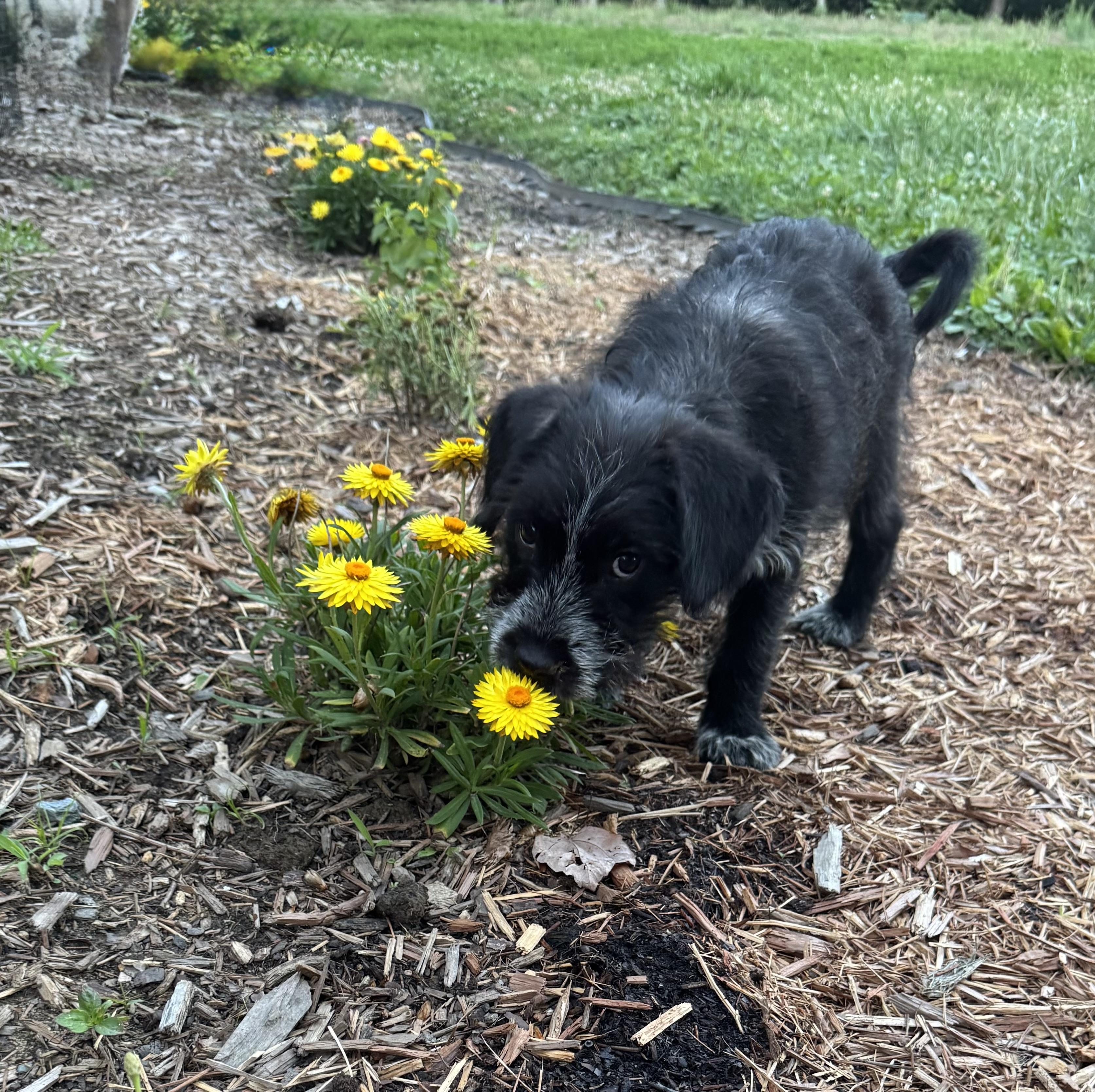 Cheyenne, a ADOPTABLE mixed breed in Monroe, NC image 3/3