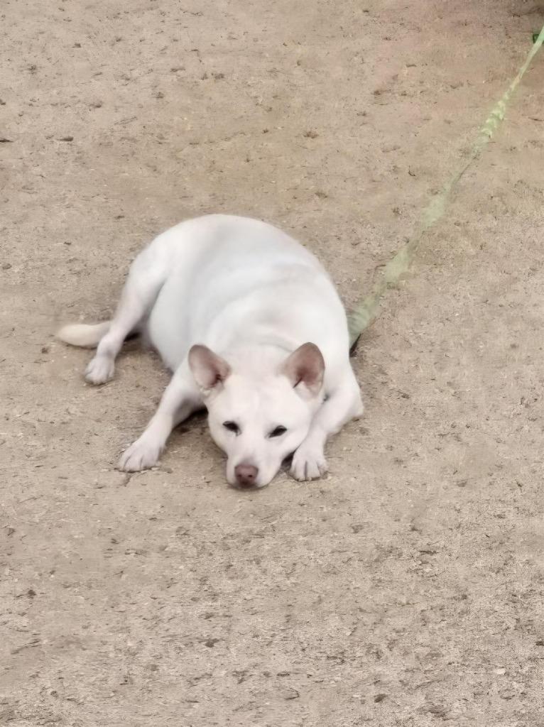Enlarge OoYoo - Foster or Adopt Me!, a Adoptable mixed breed in Lake Forest, CA image 1/6