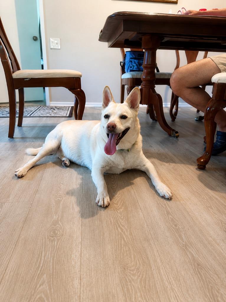 Enlarge OoYoo - Foster or Adopt Me!, a Adoptable mixed breed in Lake Forest, CA image 2/6