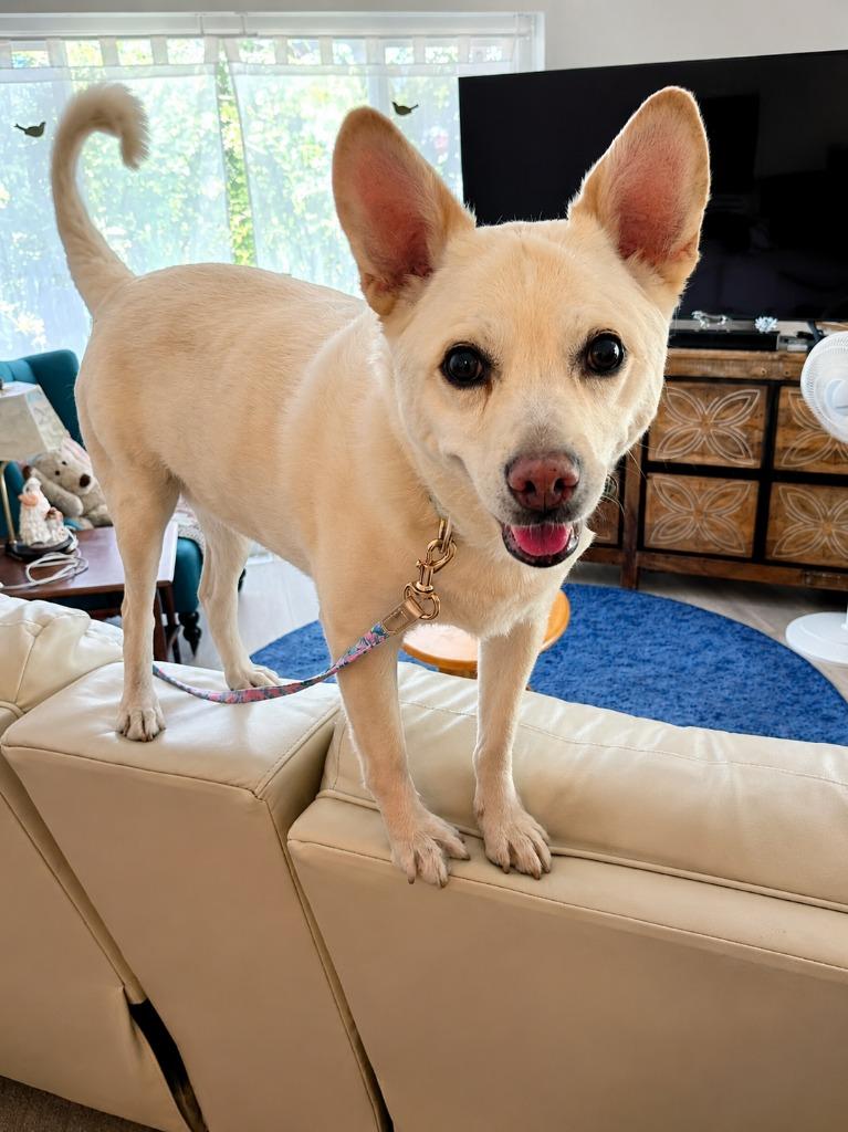 Enlarge OoYoo - Foster or Adopt Me!, a Adoptable mixed breed in Lake Forest, CA image 3/6