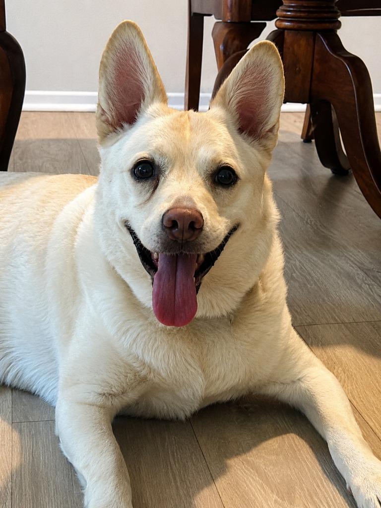 Enlarge OoYoo - Foster or Adopt Me!, a Adoptable mixed breed in Lake Forest, CA image 4/6