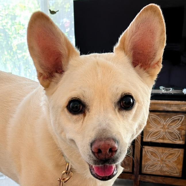 Enlarge OoYoo - Foster or Adopt Me!, a Adoptable mixed breed in Lake Forest, CA image 5/6