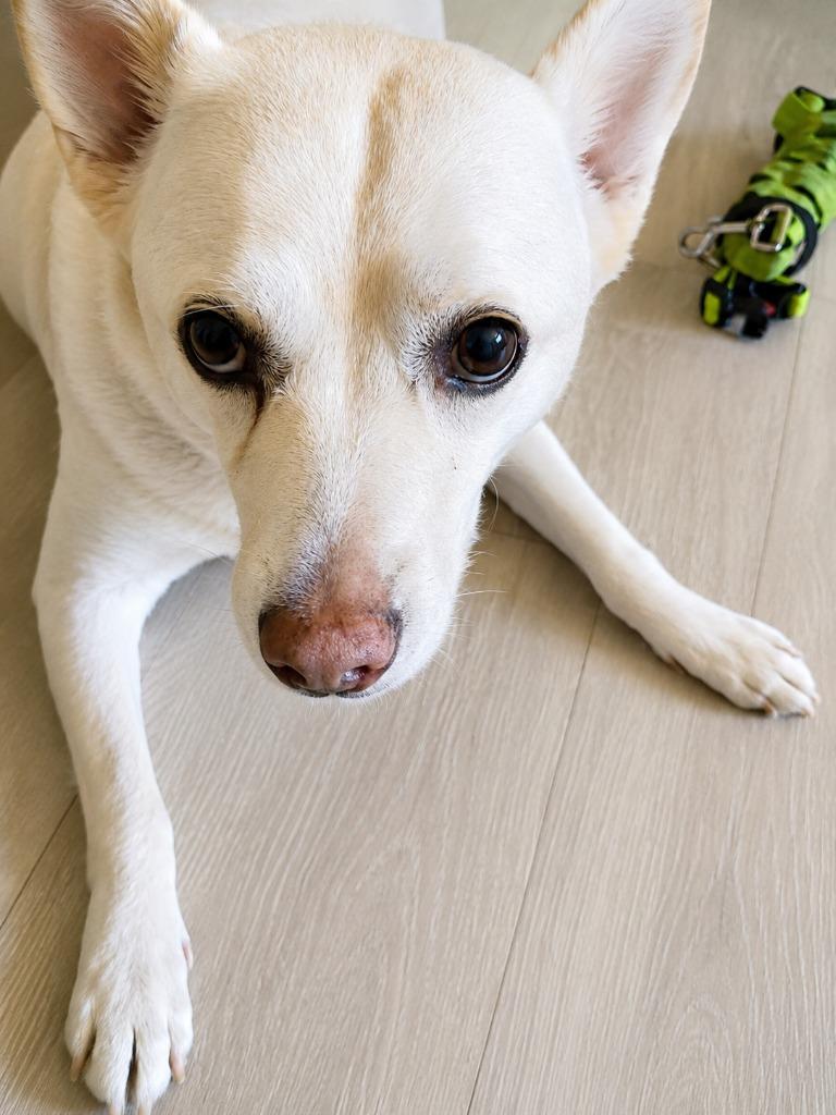 Enlarge OoYoo - Foster or Adopt Me!, a Adoptable mixed breed in Lake Forest, CA image 6/6