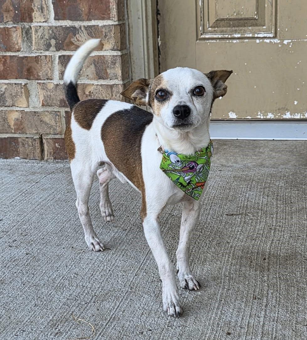 Enlarge Jaron OR14093-Thw, an adopted mixed breed in Beaverton, OR image 5/6