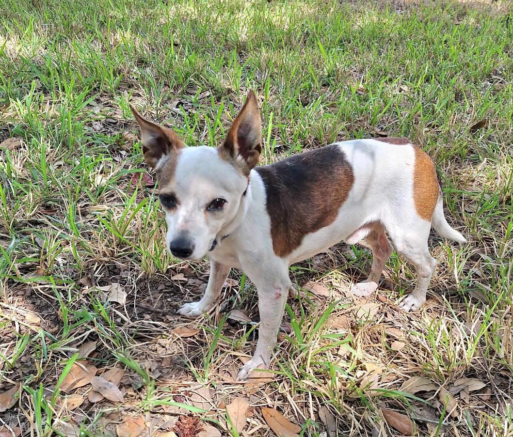 Enlarge Jaron OR14093-Thw, an adopted mixed breed in Beaverton, OR image 3/6