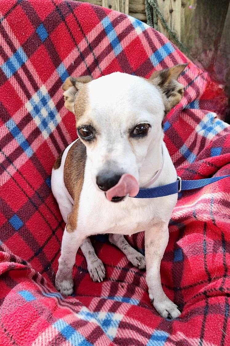 Enlarge Jaron OR14093-Thw, an adopted mixed breed in Beaverton, OR image 4/6