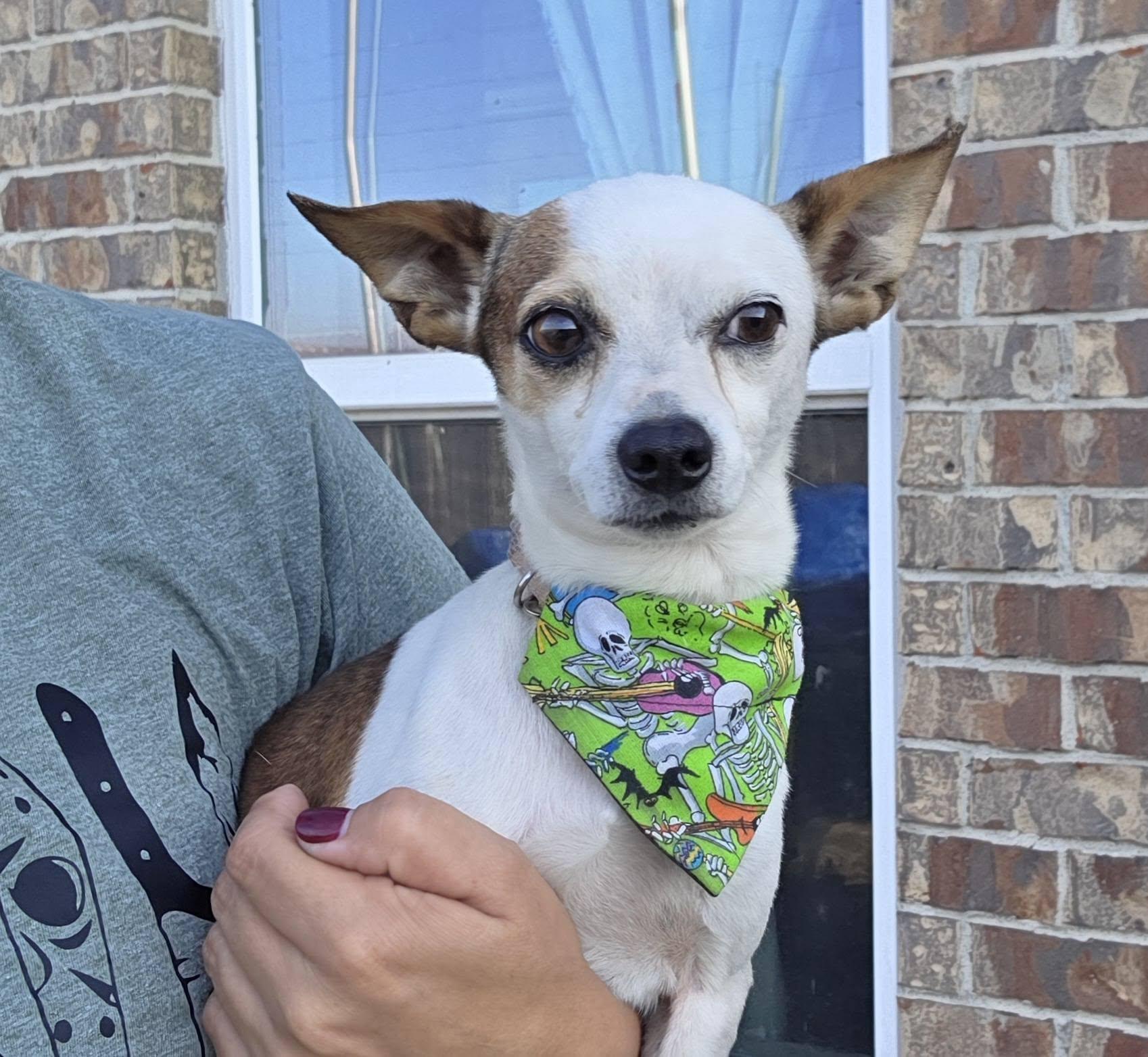 Enlarge Jaron OR14093-Thw, an adopted mixed breed in Beaverton, OR image 2/6