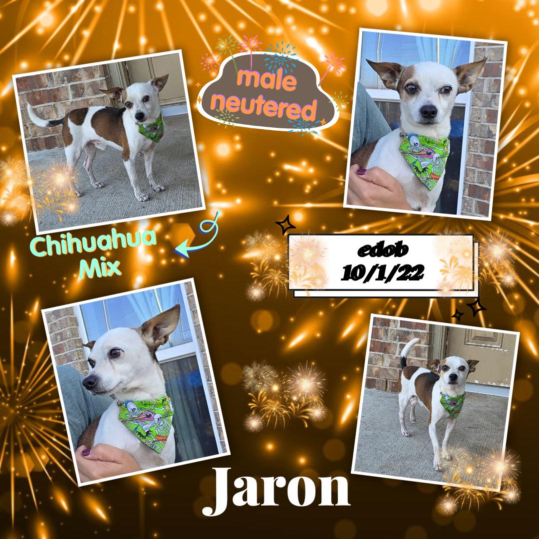 Enlarge Jaron OR14093-Thw, an adopted mixed breed in Beaverton, OR image 6/6