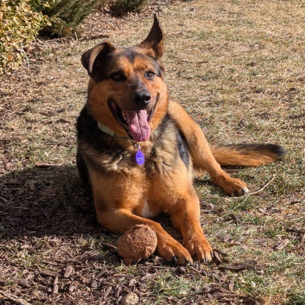 Enlarge Charlie, an adopted mixed breed in Billings, MT image 2/2