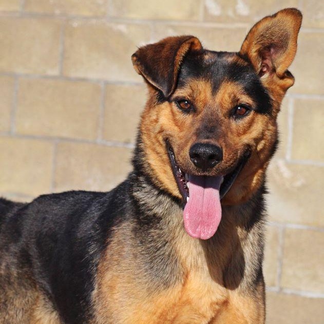 Enlarge Charlie, an adopted mixed breed in Billings, MT image 1/2