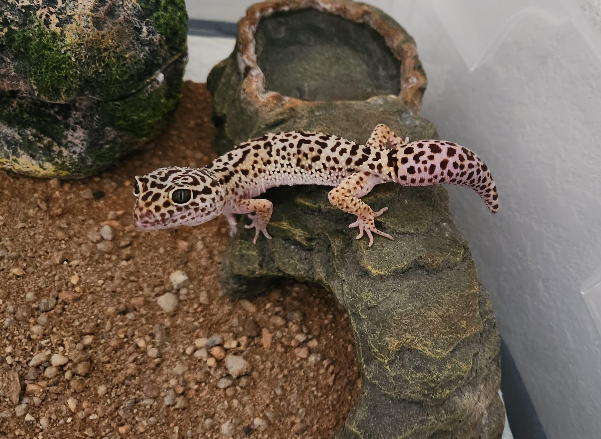 Geico, Adoptable, Young Male Gecko.