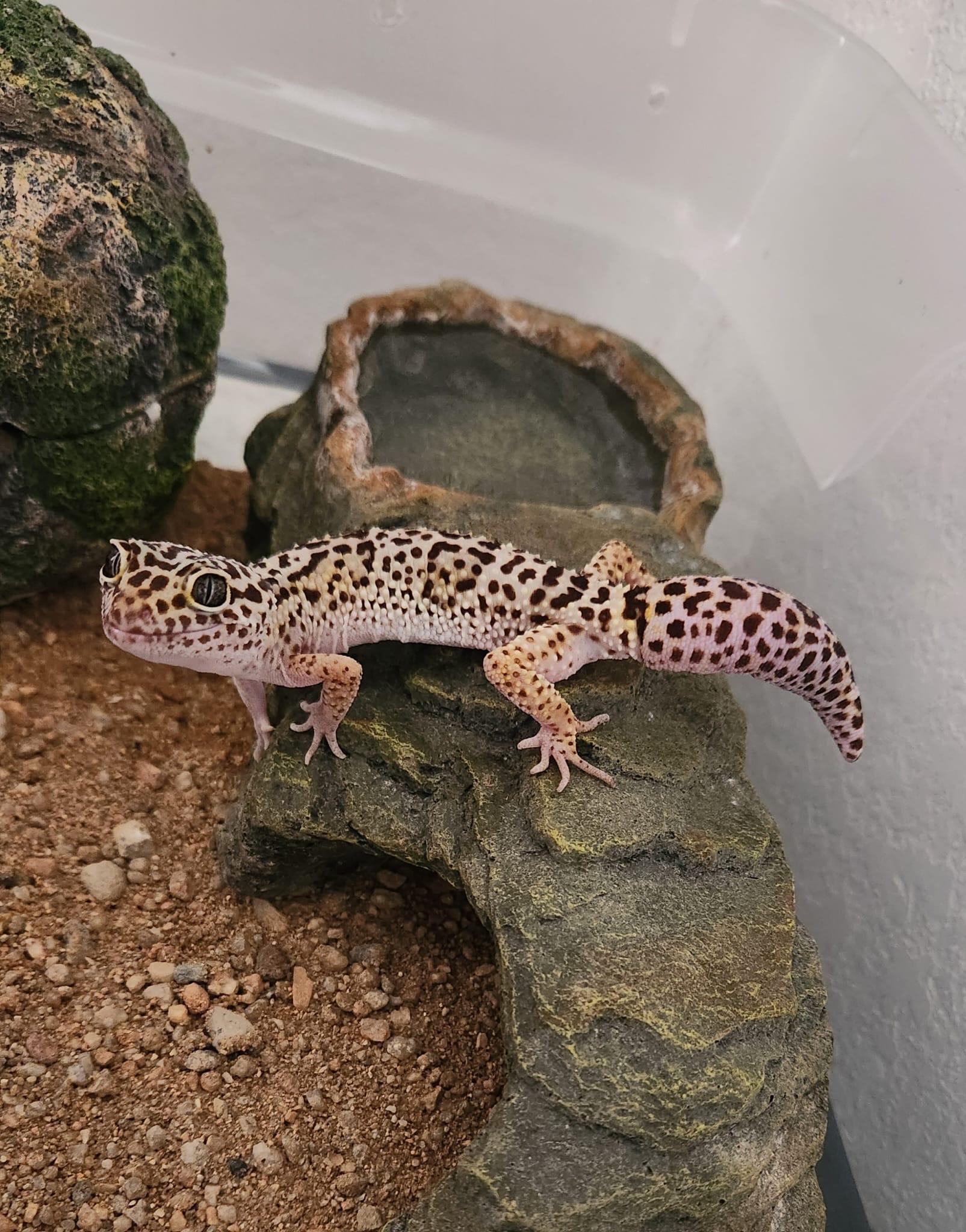 Geico, a Adoptable Gecko in Miami, FL image 2/5