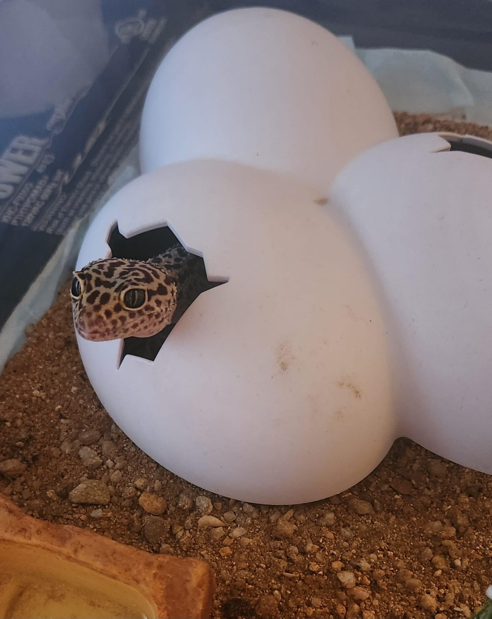 Geico, a Adoptable Gecko in Miami, FL image 3/5