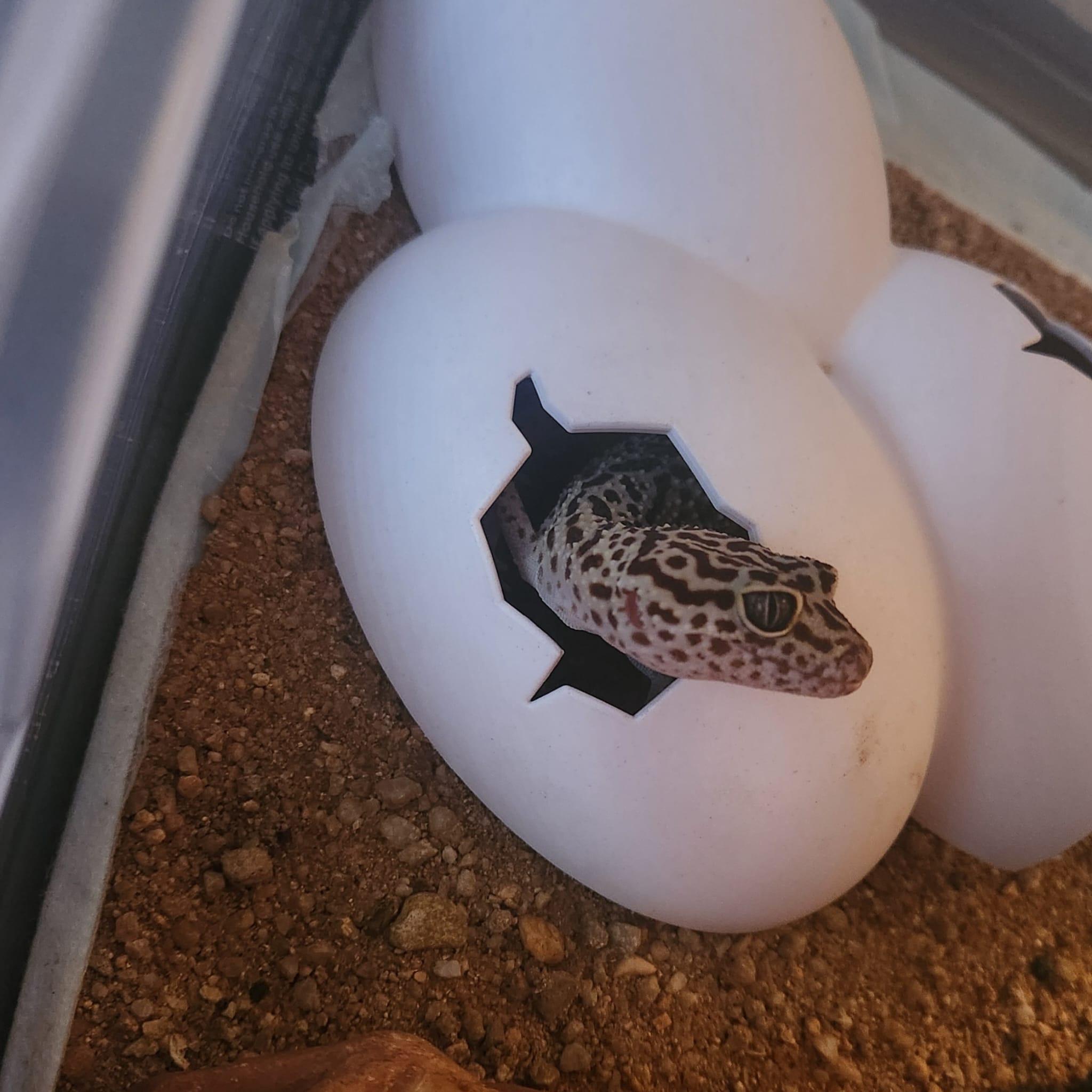 Geico, a Adoptable Gecko in Miami, FL image 4/5