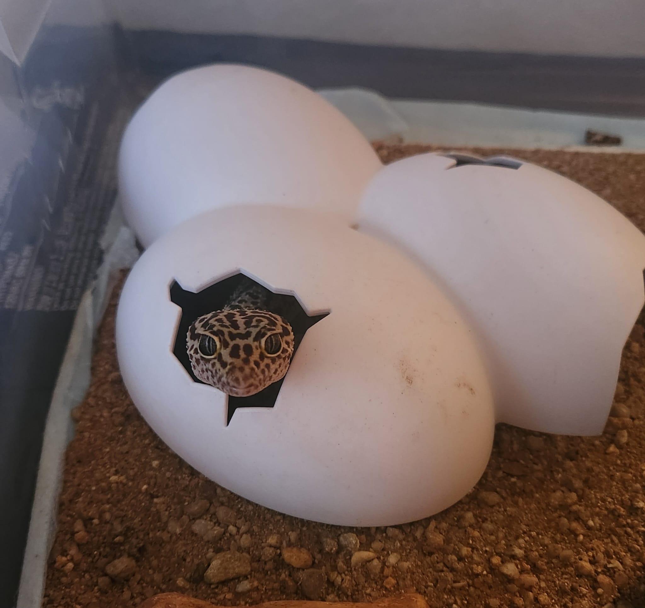 Geico, a Adoptable Gecko in Miami, FL image 5/5