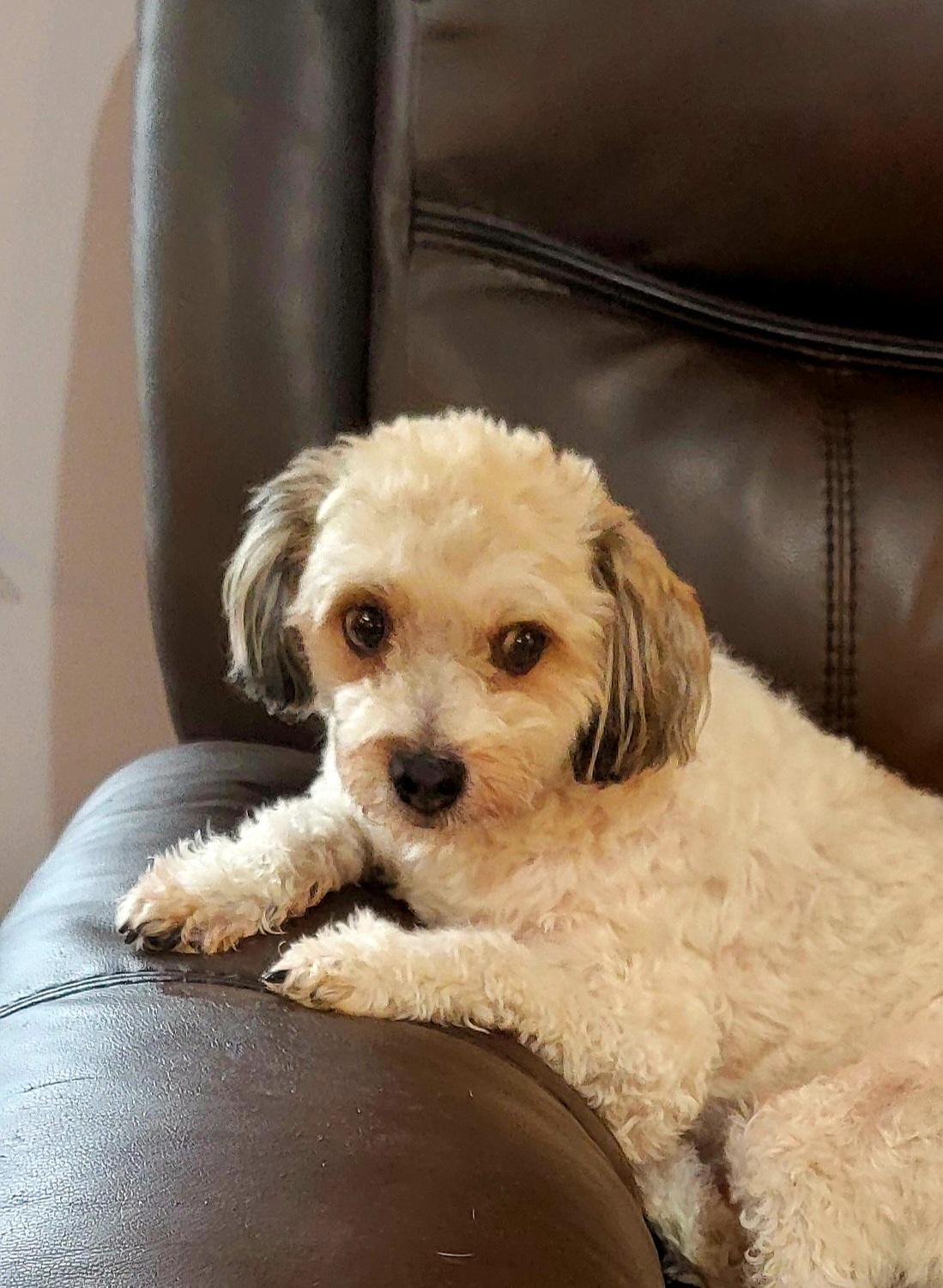 Maxie Boy, Adult Male unknown