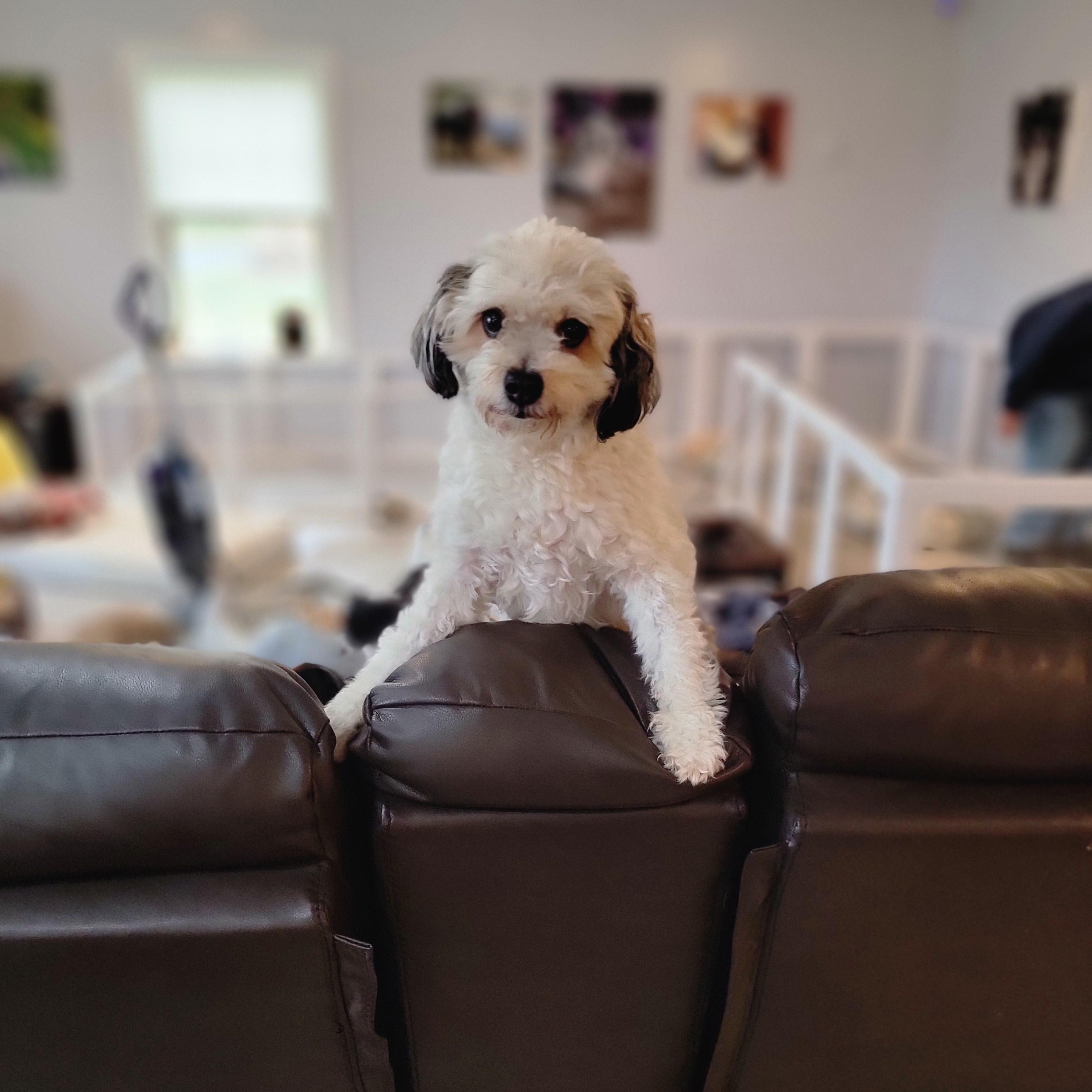 Maxie Boy photo 3
