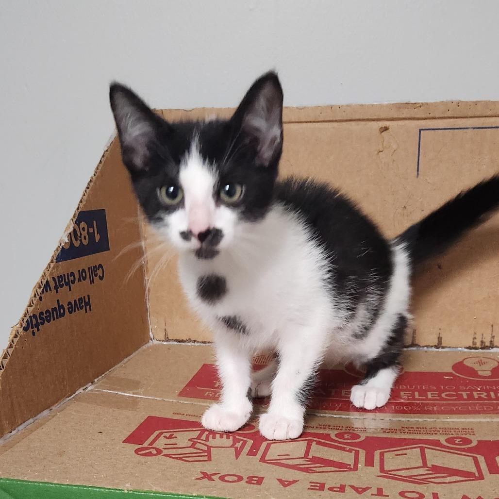 Carlos, Adoptable, Kitten Male Domestic Short Hair.