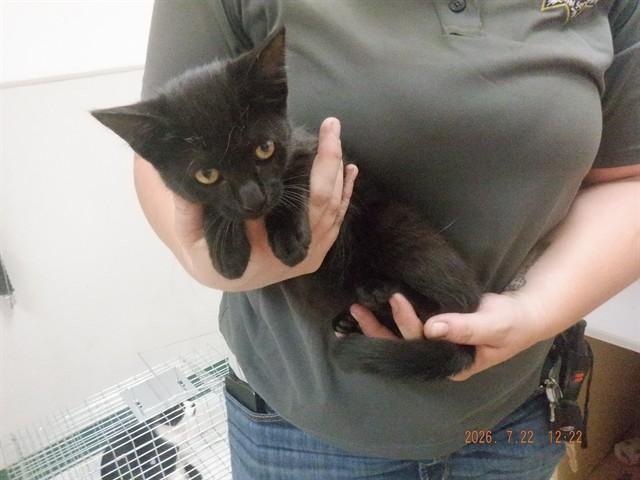 BLACK OUT, Adoptable, Kitten Female Domestic Short Hair & Domestic Short Hair.