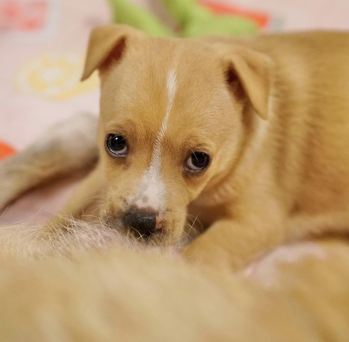 Kirsten, ADOPTABLE, Puppy Female Terrier.