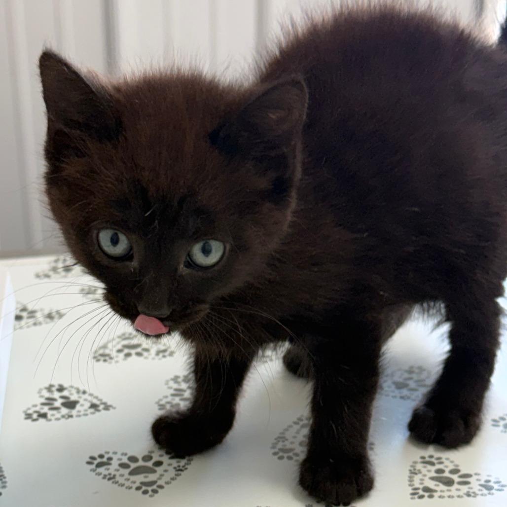 Enlarge Elmer, a Adoptable Domestic Short Hair in Lancaster, OH image 1/4