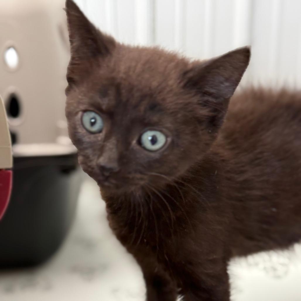 Enlarge Elmer, a Adoptable Domestic Short Hair in Lancaster, OH image 2/4