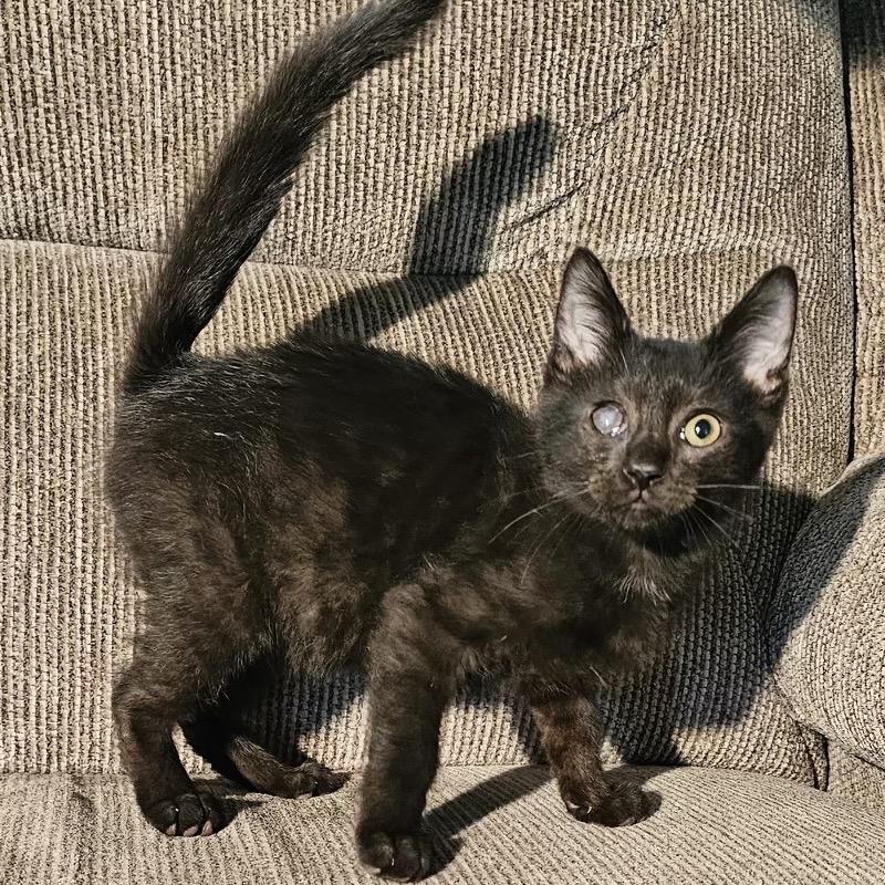 Enlarge Elmer, a Adoptable Domestic Short Hair in Lancaster, OH image 3/4