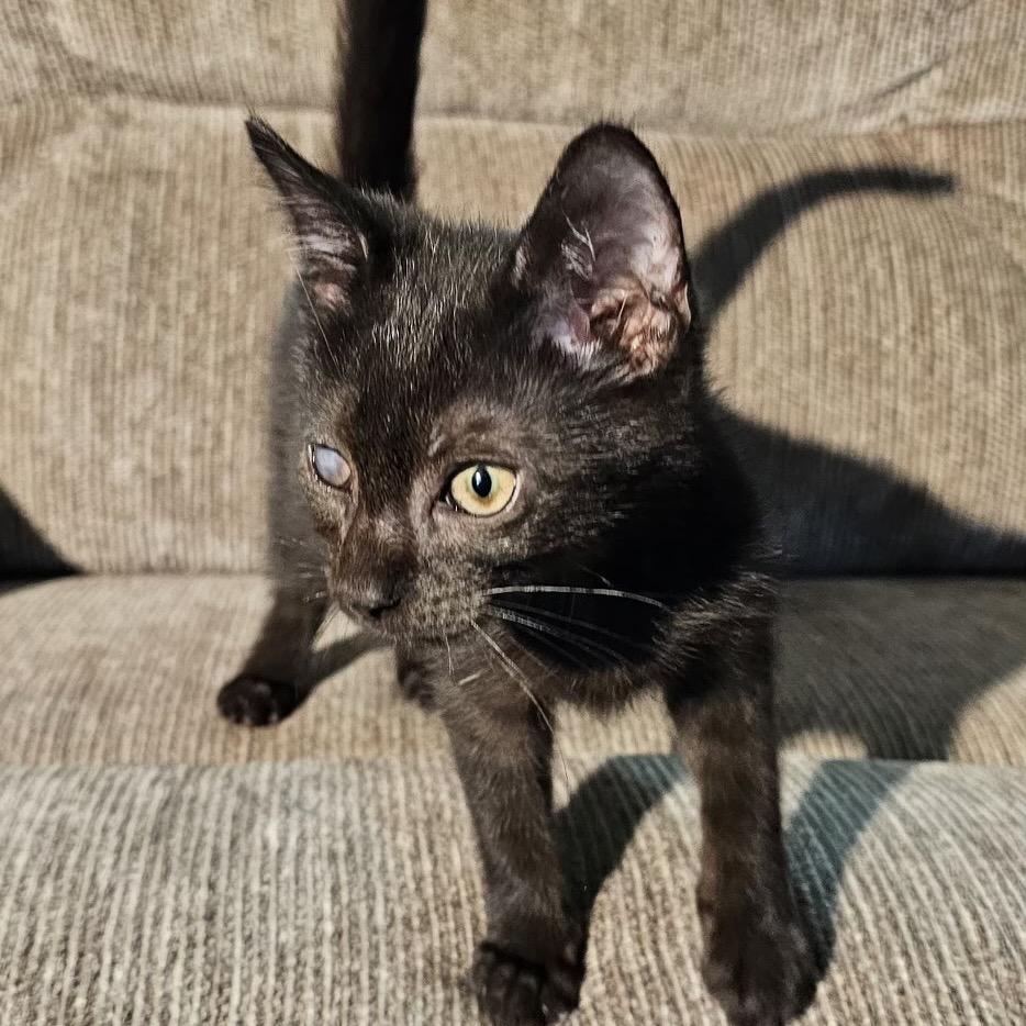 Enlarge Elmer, a Adoptable Domestic Short Hair in Lancaster, OH image 4/4
