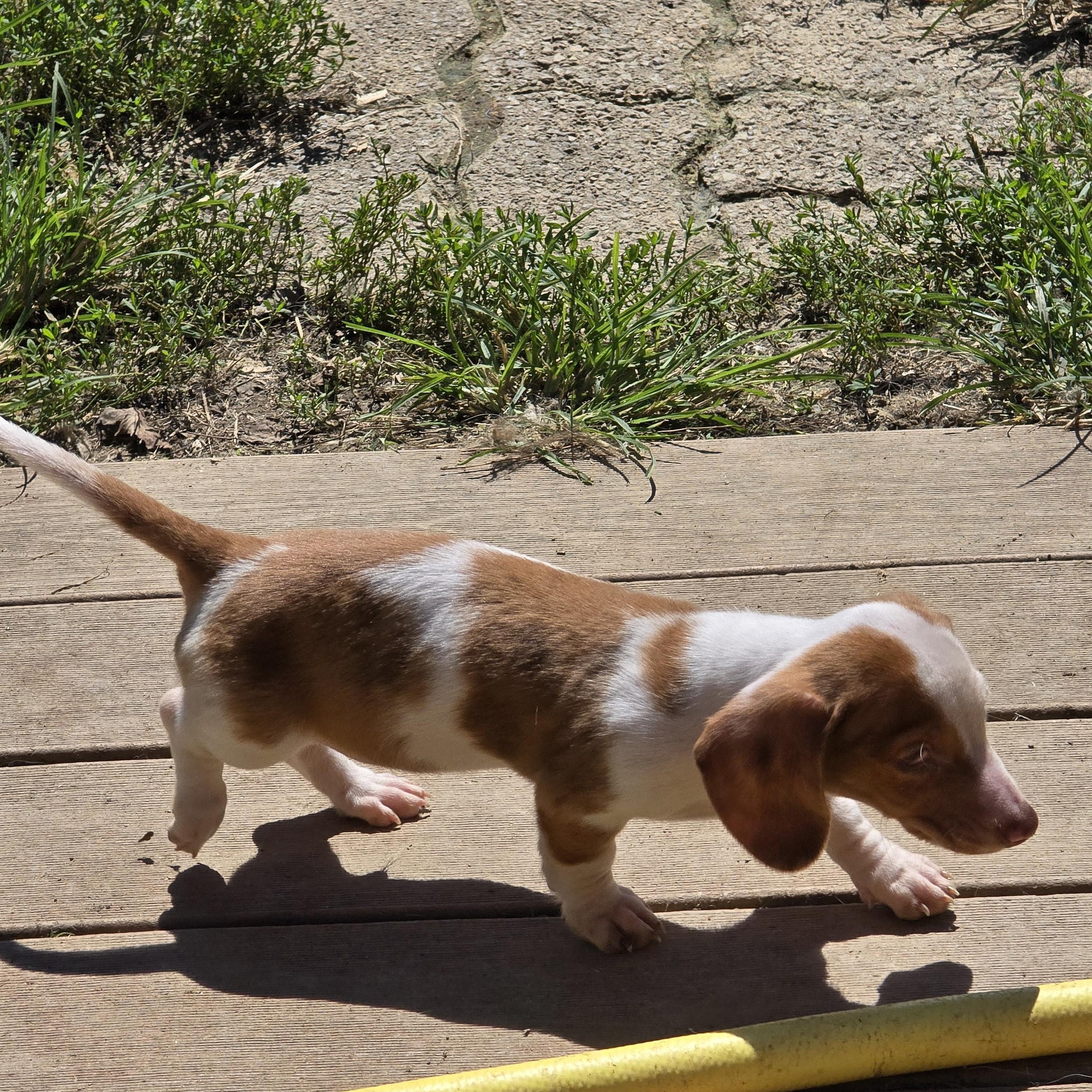 Enlarge Sparky, a Adopted Dachshund in Zaleski, OH image 3/3