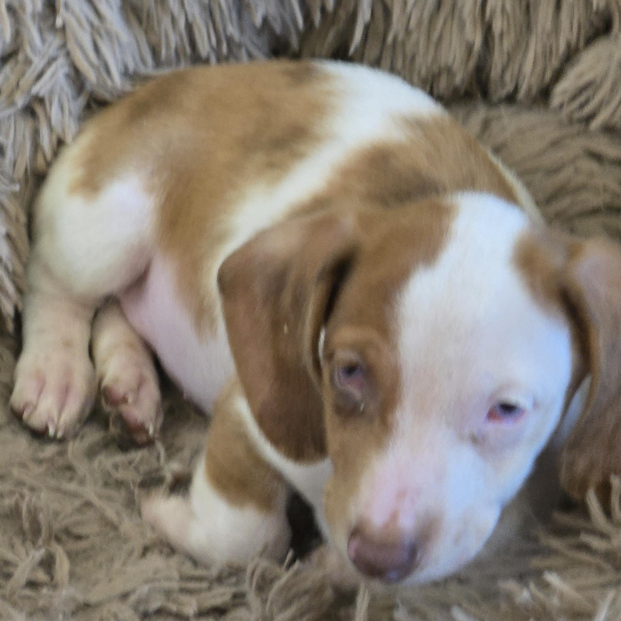Enlarge Sparky, a Adopted Dachshund in Zaleski, OH image 1/3