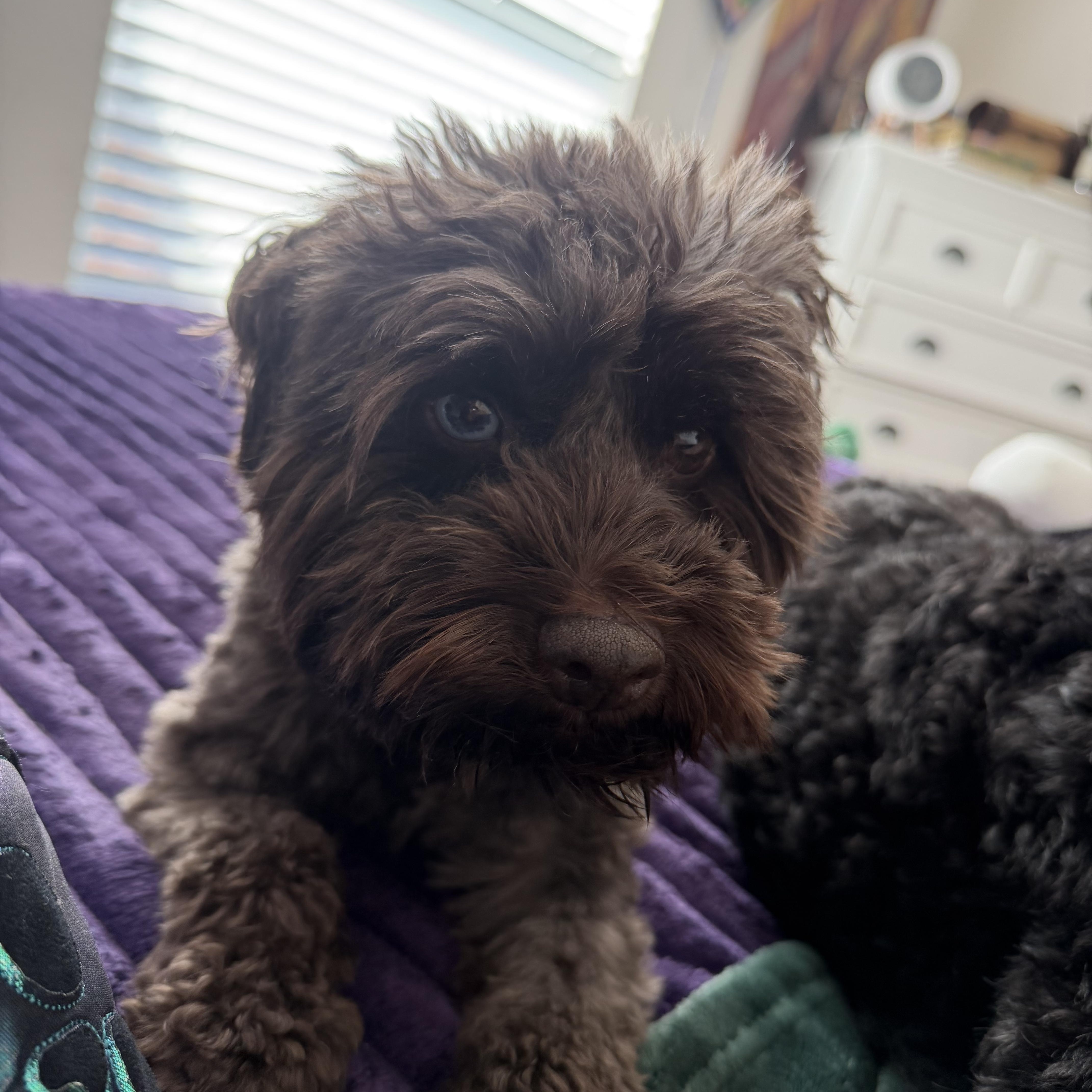 Enlarge Mochachino, an adoptable mixed breed in Vallejo, CA image 1/4