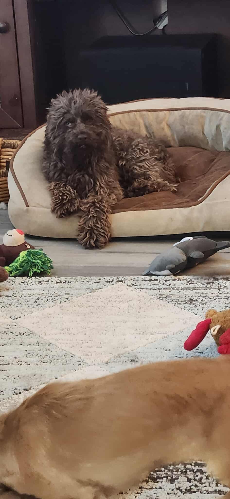 Enlarge Mochachino, an adoptable mixed breed in Vallejo, CA image 3/4