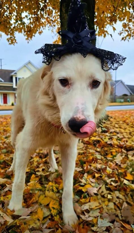 Enlarge Madame Morrible, a ADOPTABLE Great Pyrenees in Atlanta, GA image 2/6