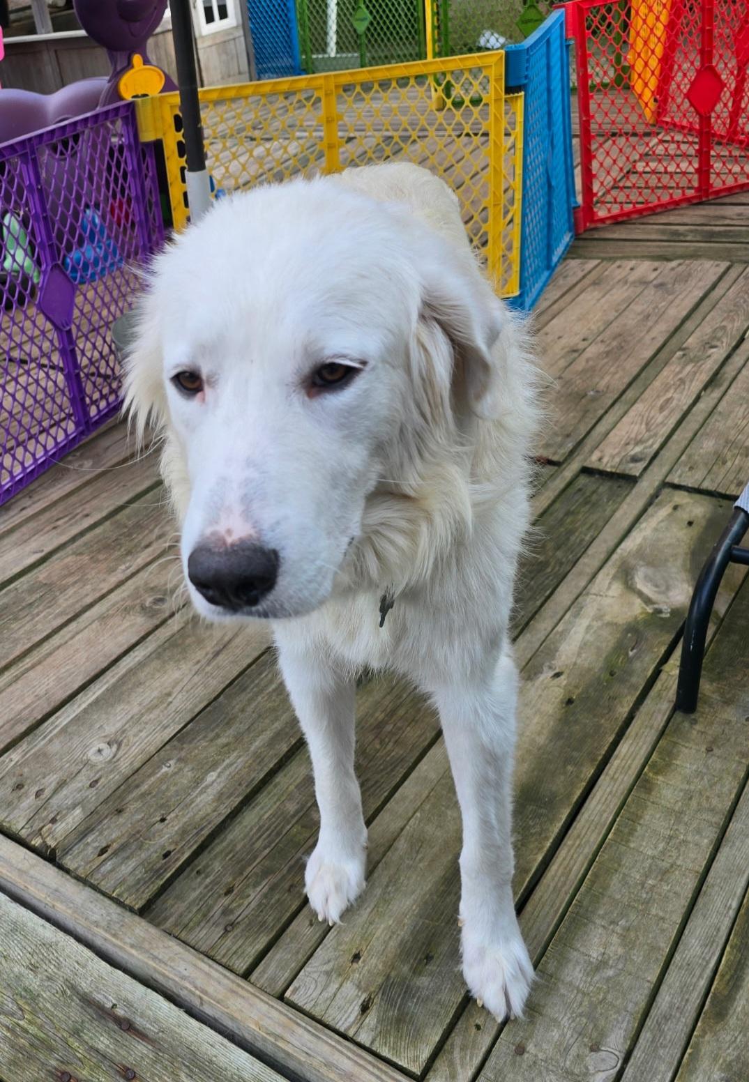 Enlarge Madame Morrible, a ADOPTABLE Great Pyrenees in Atlanta, GA image 4/6