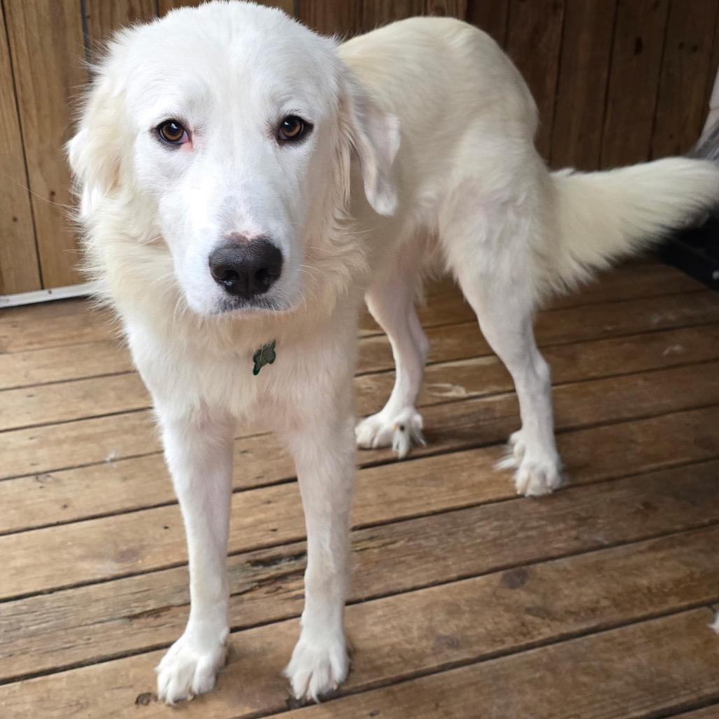 Madame Morrible, ADOPTABLE, Young Female Great Pyrenees.
