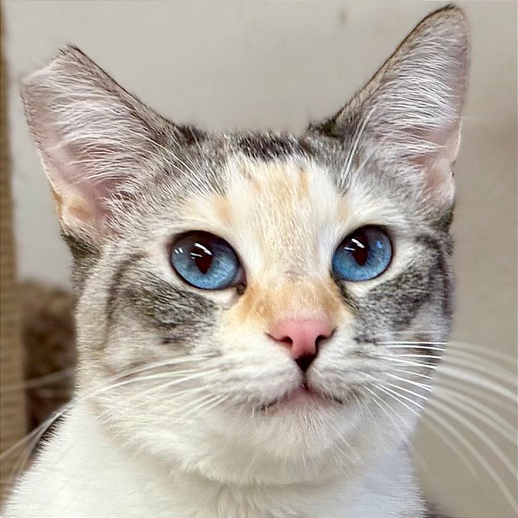 Cotton, Adoptable, Young Female Domestic Short Hair & Siamese.