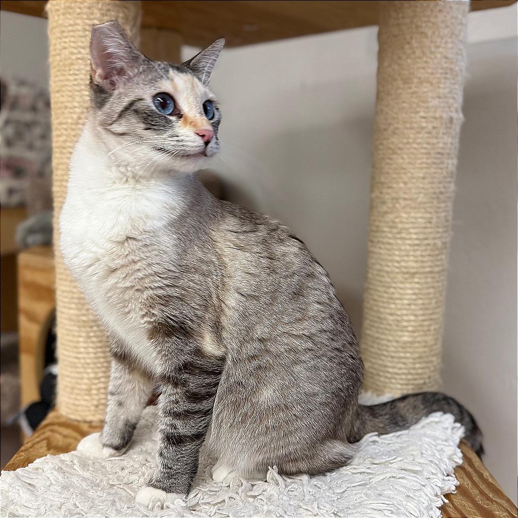 Enlarge Cotton, a Adoptable mixed breed in Pleasant Hill, CA image 3/6
