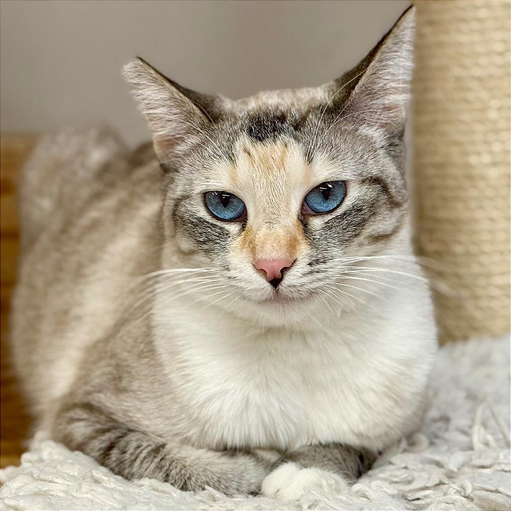 Enlarge Cotton, a Adoptable mixed breed in Pleasant Hill, CA image 5/6