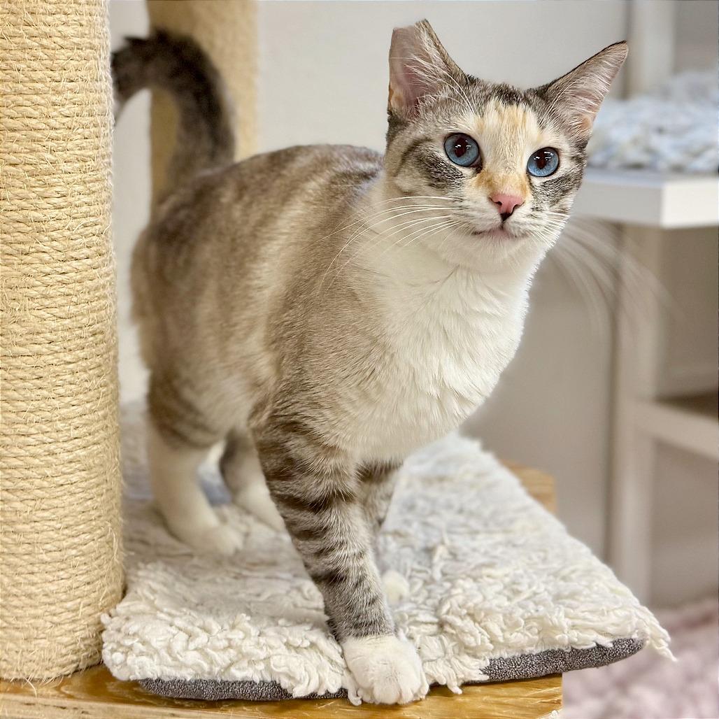 Enlarge Cotton, a Adoptable mixed breed in Pleasant Hill, CA image 6/6