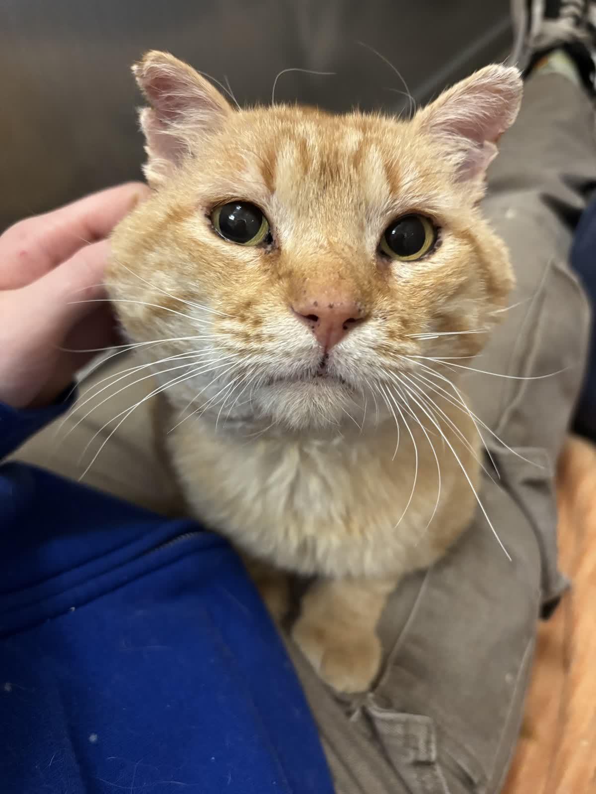 Enlarge Hendrix, a Adoptable Domestic Short Hair in Pueblo, CO image 3/5